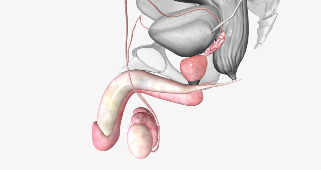 Combien de temps pour avoir les testicules pleins ? 3 Schéma du système reproducteur masculin