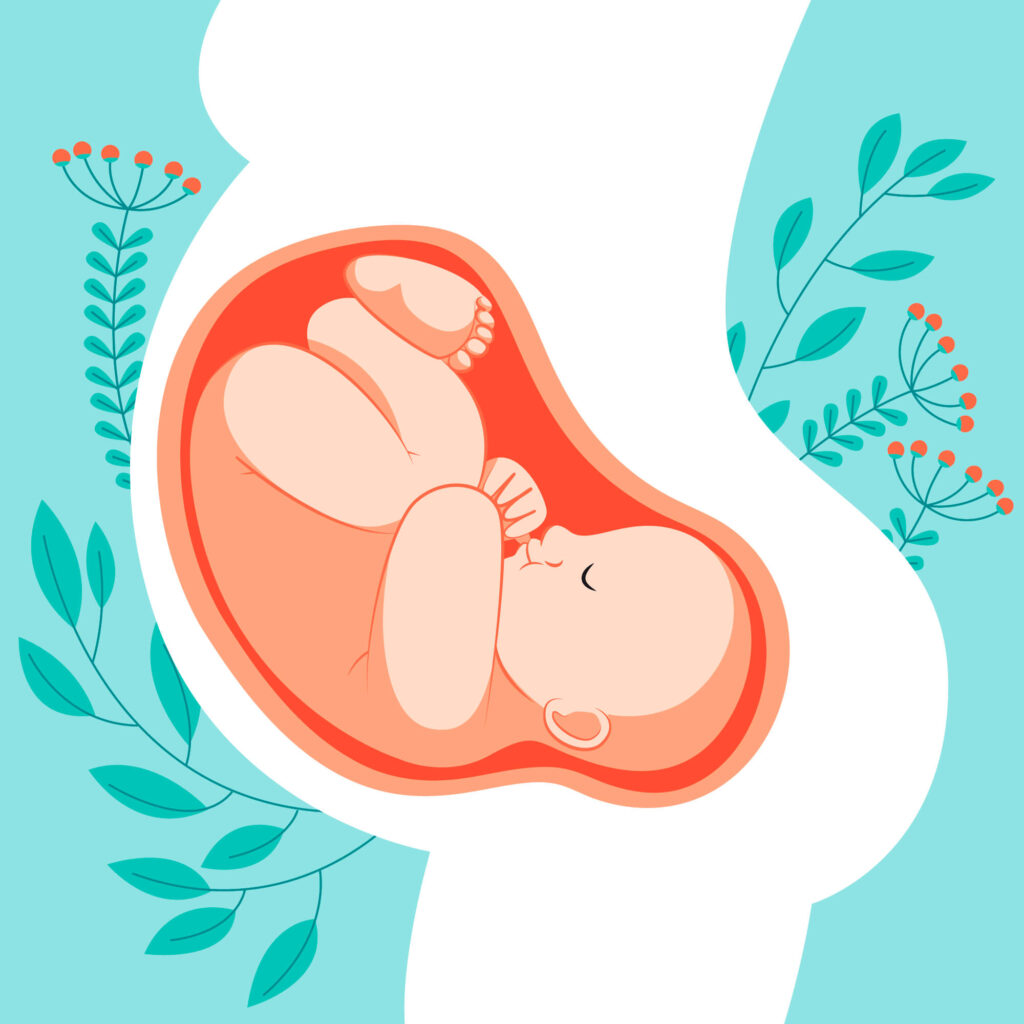 Bébé déjà la tête en bas à 6 mois de grossesse : normal ? 8 Schéma d'un bébé en position tête en bas (céphalique) à 6 mois de grossesse, expliquant si c'est normal.