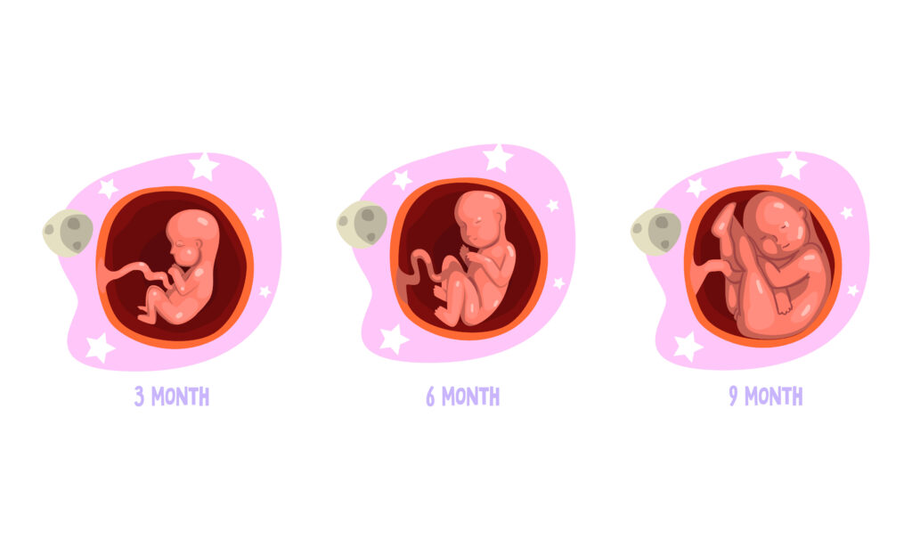 Bébé déjà la tête en bas à 6 mois de grossesse : normal ? 3 vie d'un foetus à 6 mois de grossesse