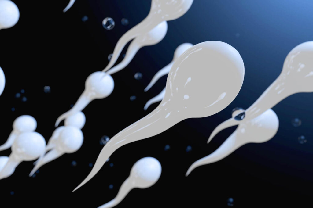 Combien de temps le sperme se recharge ? La réponse 2 Illustration scientifique expliquant combien de temps le sperme se recharge, montrant le cycle de vie d'un spermatozoïde.