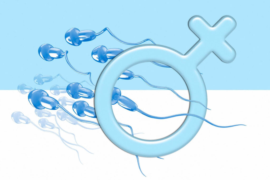 Combien de temps pour avoir les testicules pleins ? 2 Schéma du système reproducteur masculin