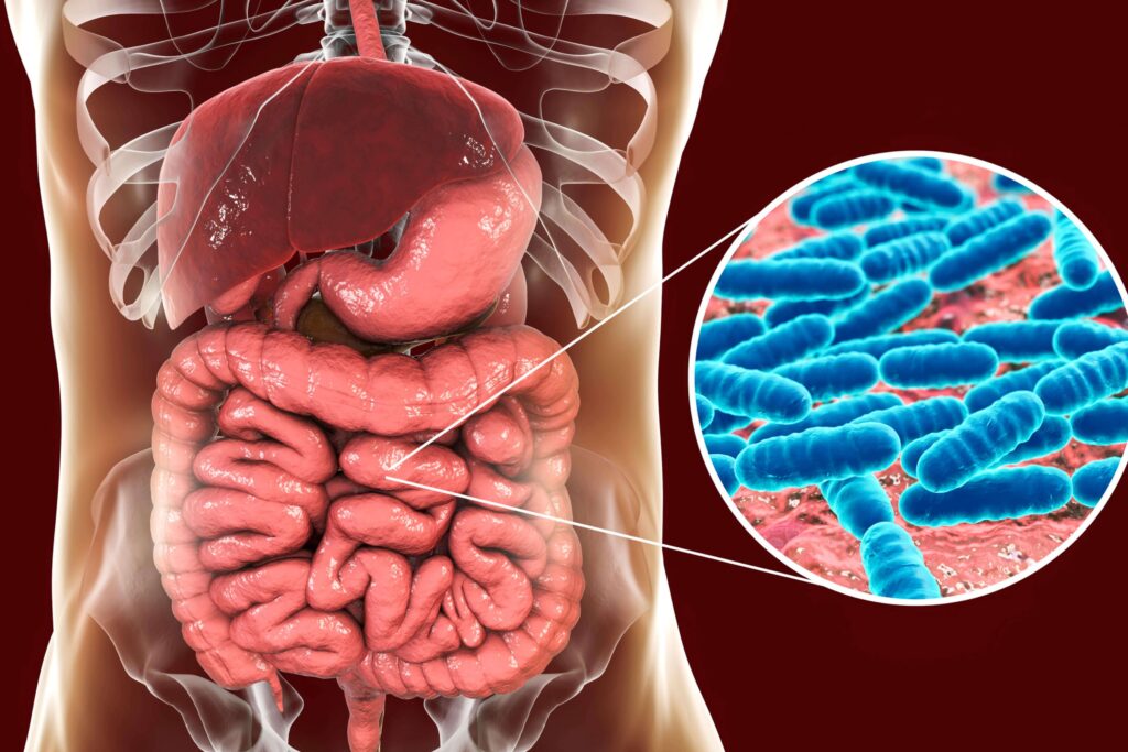 Schéma du développement du microbiote intestinal chez le bébé montrant la colonisation bactérienne et le renforcement du système immunitaire