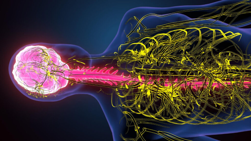 Notre deuxième cerveau : comment le stress affecte votre microbiote 1 Illustration schématique montrant la connexion nerveuse entre le cerveau et l'intestin (axe intestin-cerveau).