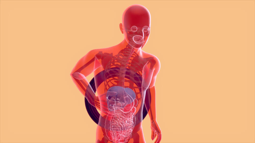 Je sens mon cœur battre dans mon utérus : est-ce normal ? 8 Schéma anatomique montrant le trajet de l'aorte abdominale passant juste derrière l'utérus.