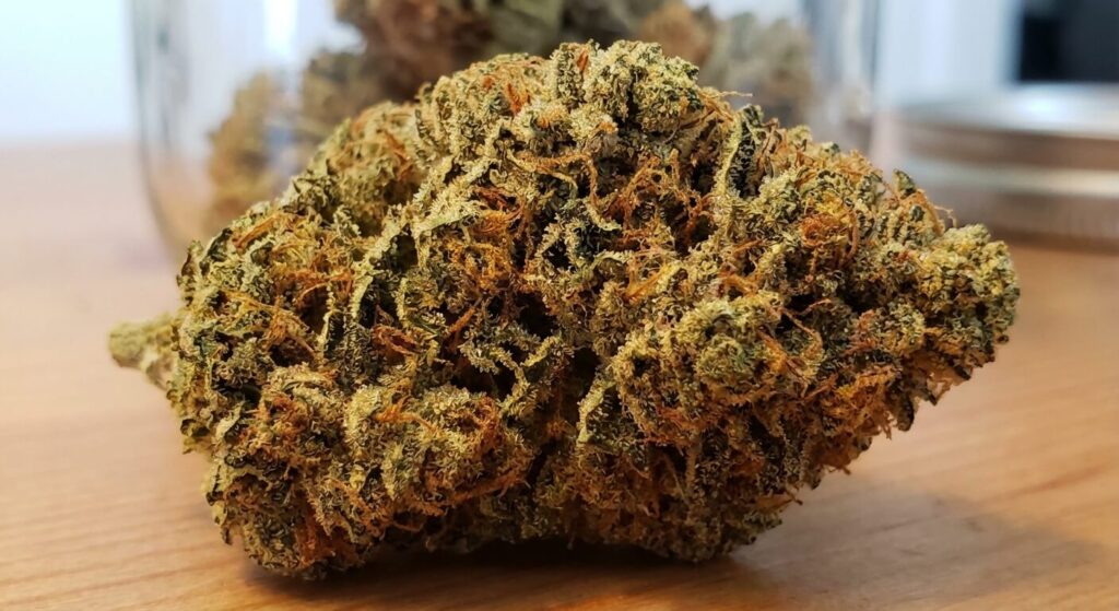 Gros plan sur une fleur de CBD séchée et compacte, affichant des trichomes visibles et des pistils orangés, gage de qualité.