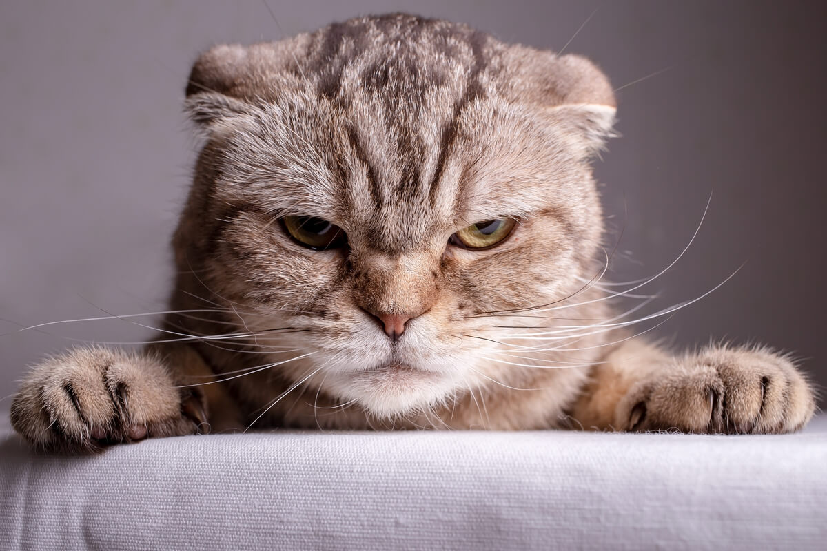 Chat domestique effrayé avec les griffes sorties prêt à donner un coup de patte