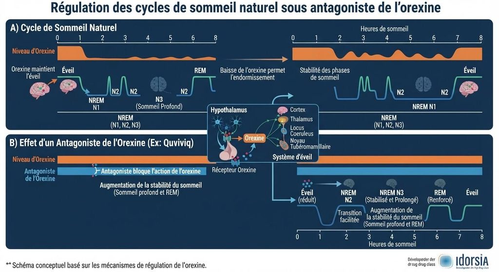 Quviviq avis : bénéfices, limites et effets secondaires 3 Schéma montrant la régulation des cycles de sommeil naturel sous antagoniste de l'orexine.