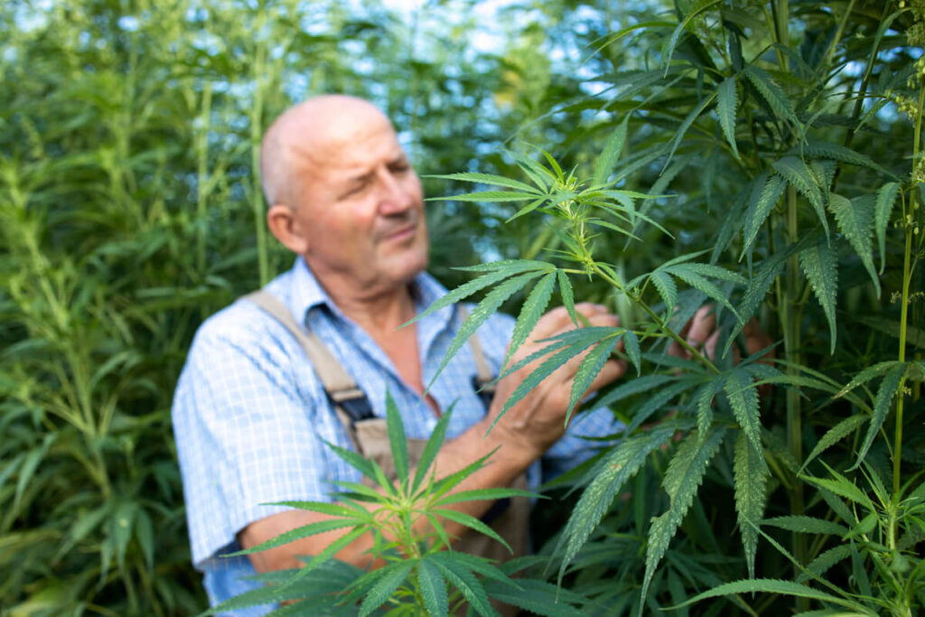 Fleurs et résines de chanvre en Provence : la traçabilité comme exigence 2 Têtes florales de chanvre manucurées et riches en trichomes issues d'une récolte artisanale en Provence.