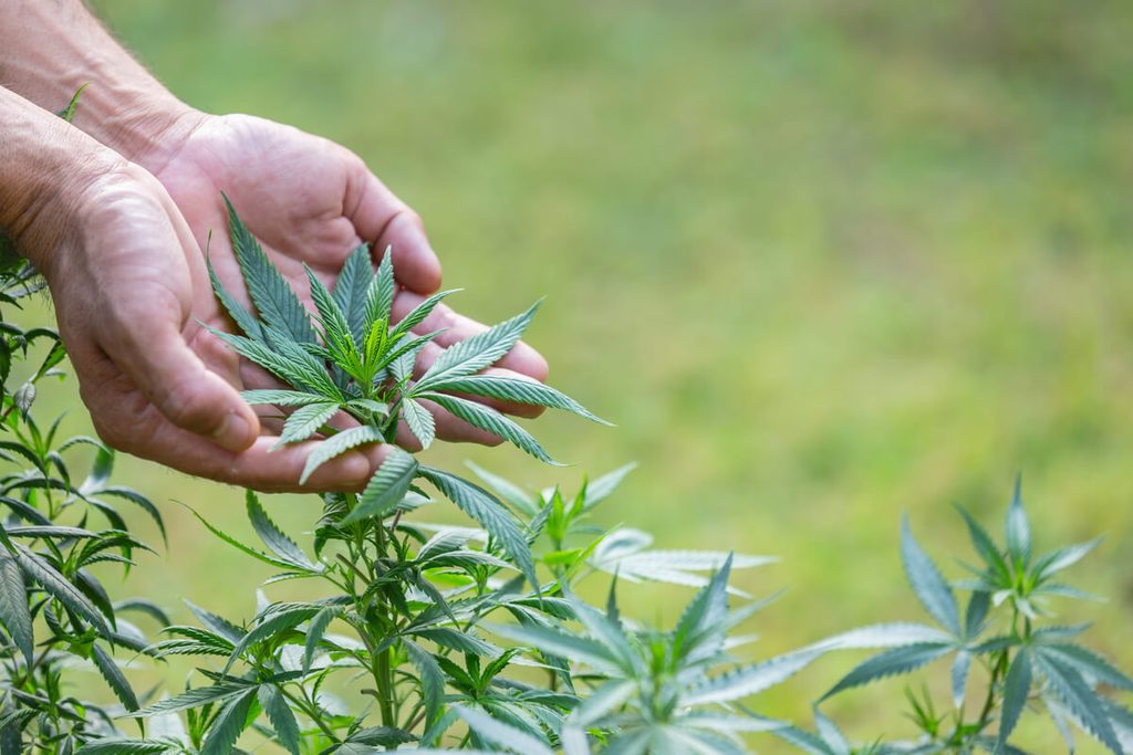 Fleurs et résines de chanvre en Provence : la traçabilité comme exigence 3